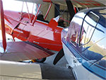 Tiger Moth